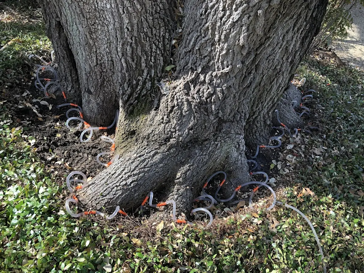 Detailed Tree Cabling and Bracing job site in Gastonia