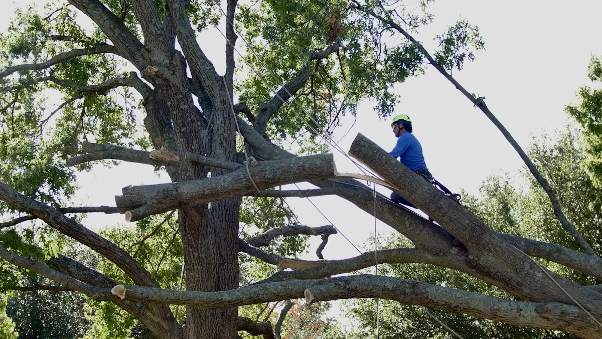 Professional Crown Thinning performed by certified arborists in Gastonia